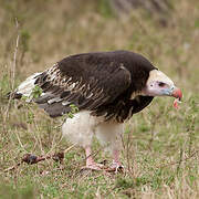 White-headed Vulture