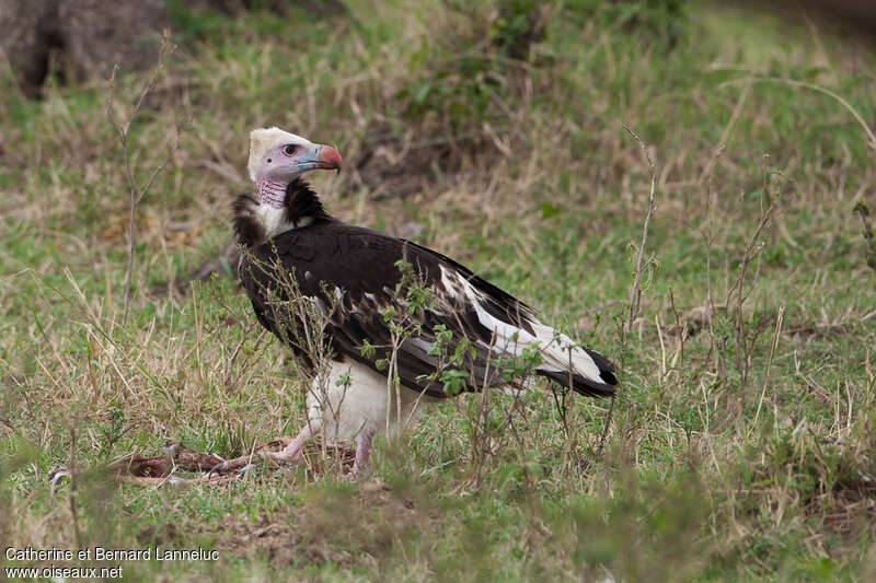 White-headed Vulture female subadult, identification