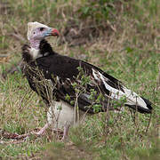 White-headed Vulture