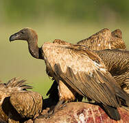 White-backed Vulture