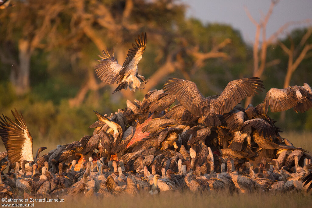 White-backed Vulture, eats, Behaviour