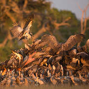 White-backed Vulture