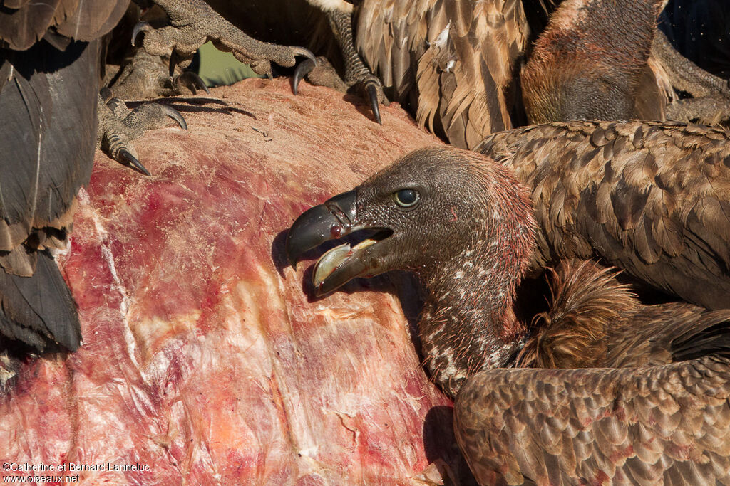 Vautour africainadulte, régime, mange