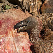 White-backed Vulture