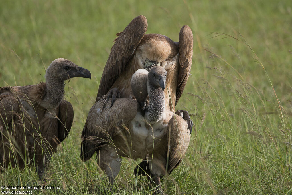 Vautour africainadulte, accouplement.