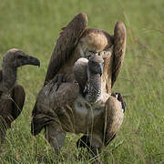 White-backed Vulture