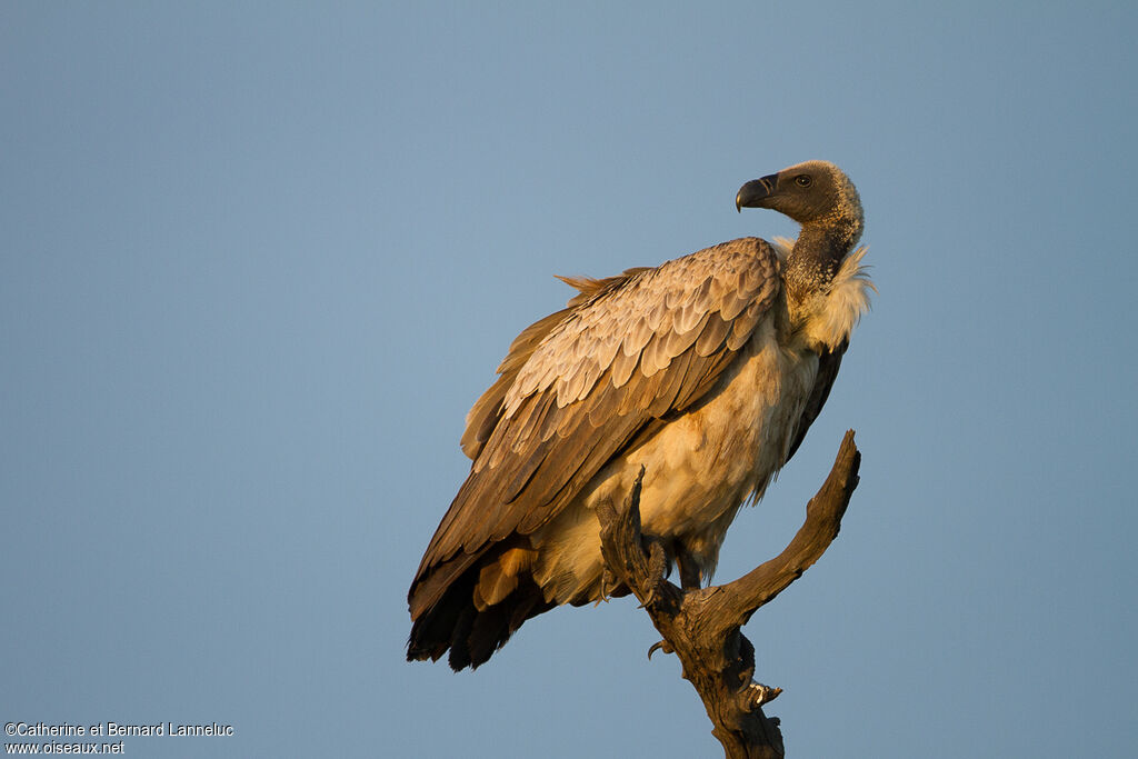 Vautour africainadulte, identification