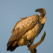 White-backed Vulture