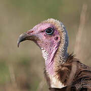 Vautour charognard