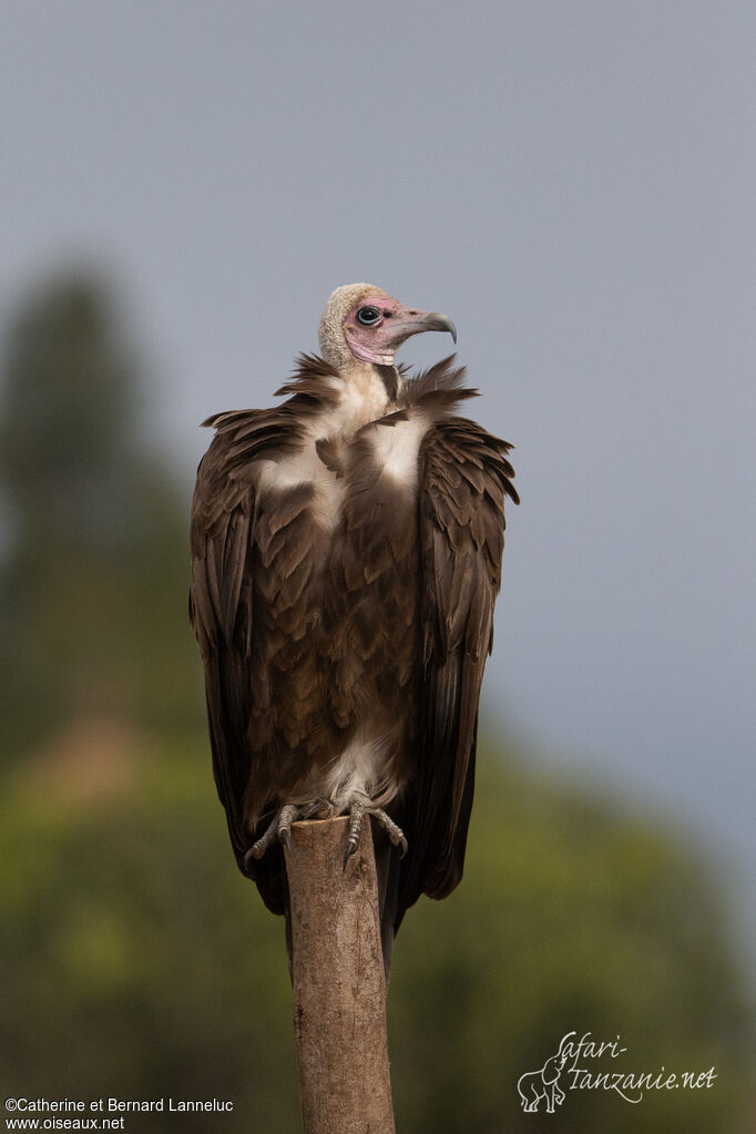 Hooded Vultureadult, Behaviour