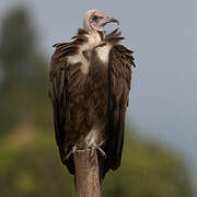 Hooded Vulture