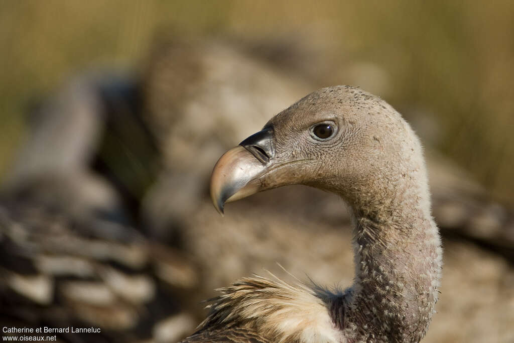 Rüppell's Vultureadult, close-up portrait