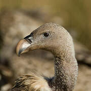 Rüppell's Vulture