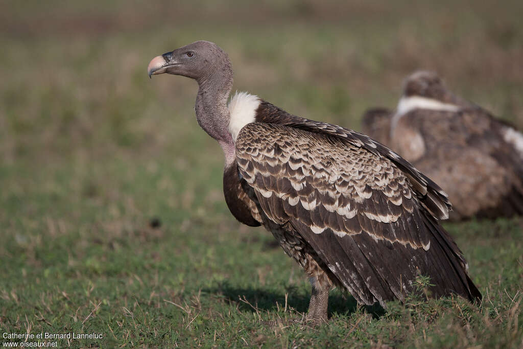 Vautour de Rüppelladulte, identification