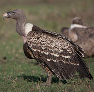 Rüppell's Vulture