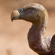 Rüppell's Vulture