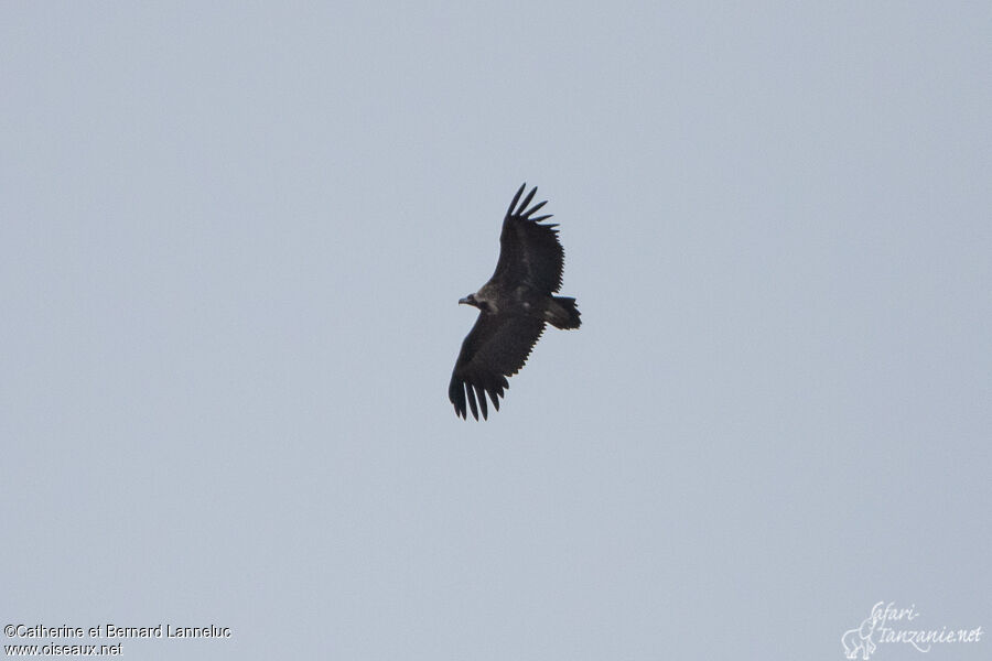 Cinereous Vultureadult, Flight