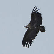 Cinereous Vulture