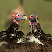 Lappet-faced Vulture