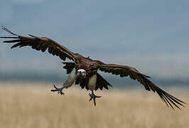 Lappet-faced Vulture