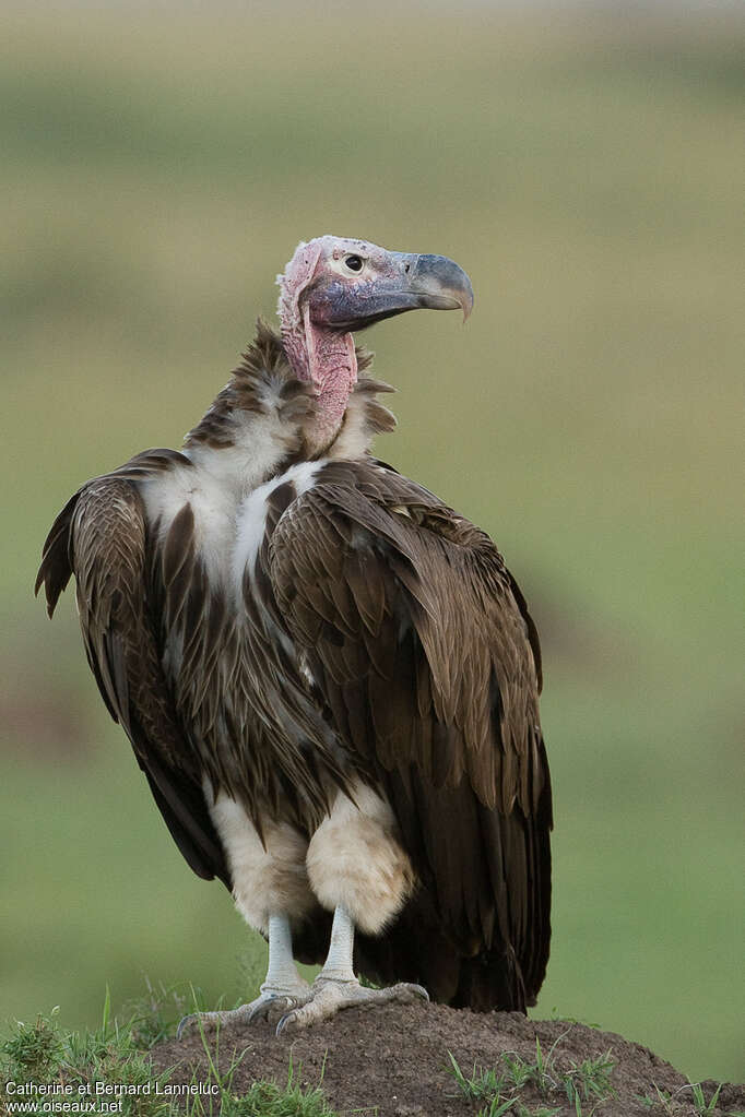 Lappet-faced Vulturesubadult, close-up portrait, pigmentation