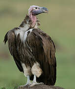 Lappet-faced Vulture