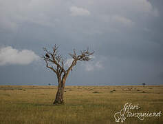 Lappet-faced Vulture