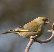 European Greenfinch