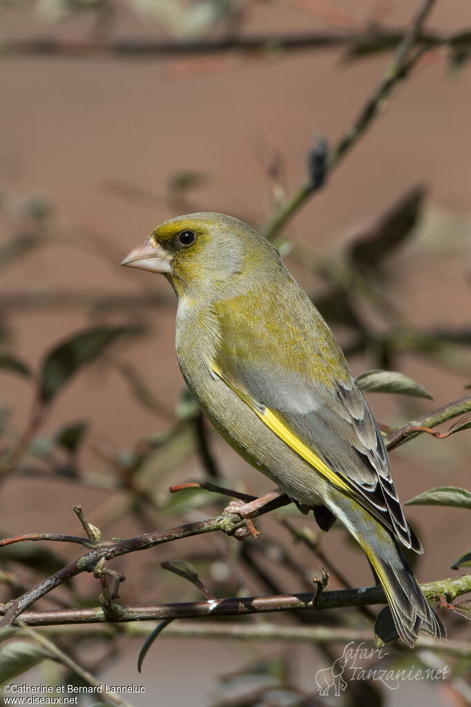 European Greenfinch male adult, identification