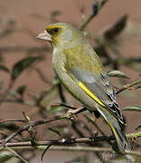 European Greenfinch