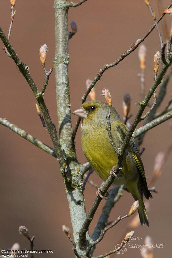 European Greenfinch male adult breeding, identification