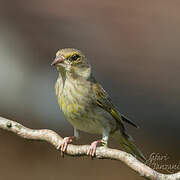 European Greenfinch