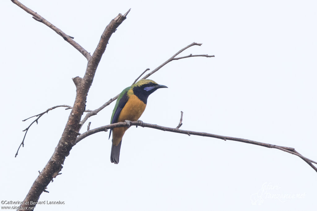 Orange-bellied Leafbird male adult, identification