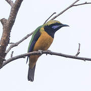 Orange-bellied Leafbird