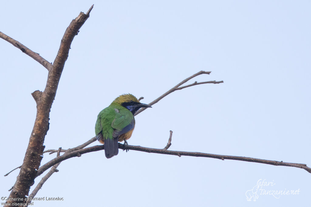 Orange-bellied Leafbird male adult