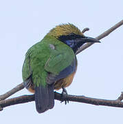 Orange-bellied Leafbird