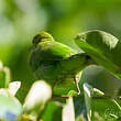 Verdin de Sonnerat