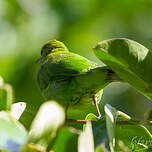 Verdin de Sonnerat