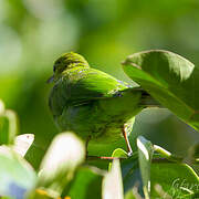 Greater Green Leafbird