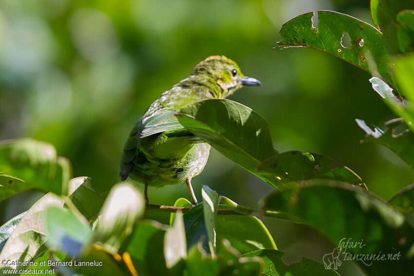 Verdin de Sonnerat femelle adulte