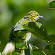 Verdin de Sonnerat