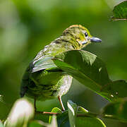 Verdin de Sonnerat