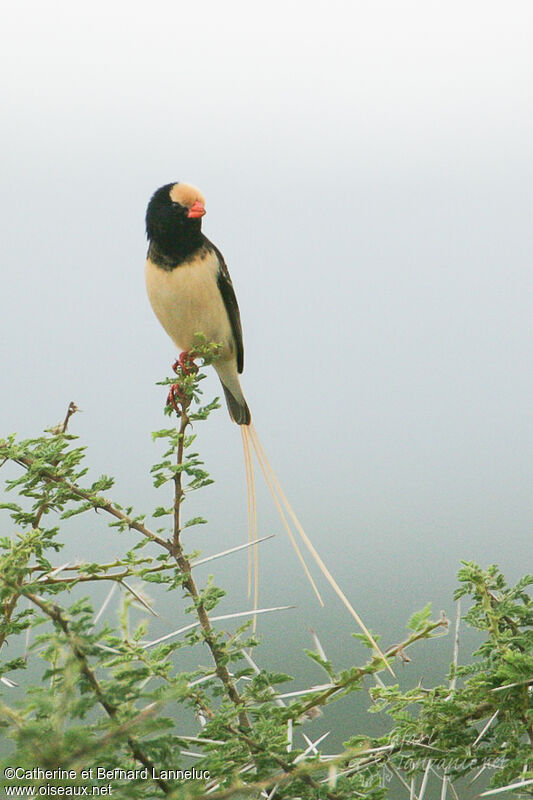 Straw-tailed Whydah male adult breeding
