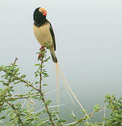 Straw-tailed Whydah