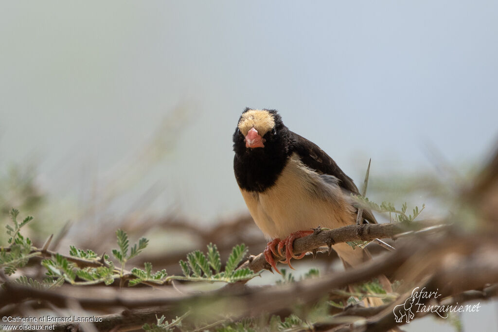 Straw-tailed Whydah male adult breeding, close-up portrait