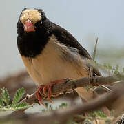 Straw-tailed Whydah