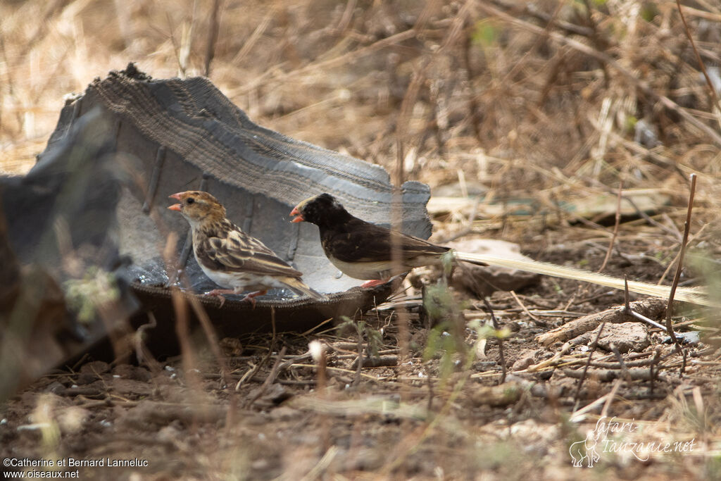 Straw-tailed Whydahadult breeding, drinks