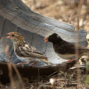 Straw-tailed Whydah