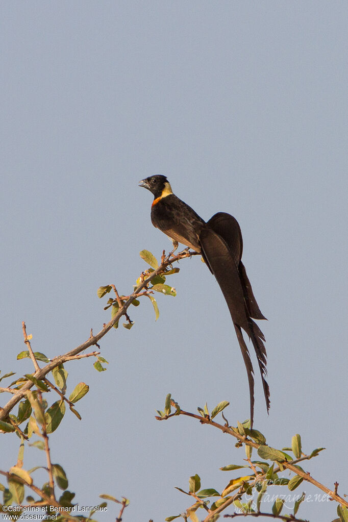 Long-tailed Paradise Whydah male adult breeding, identification