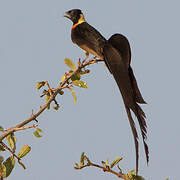 Long-tailed Paradise Whydah